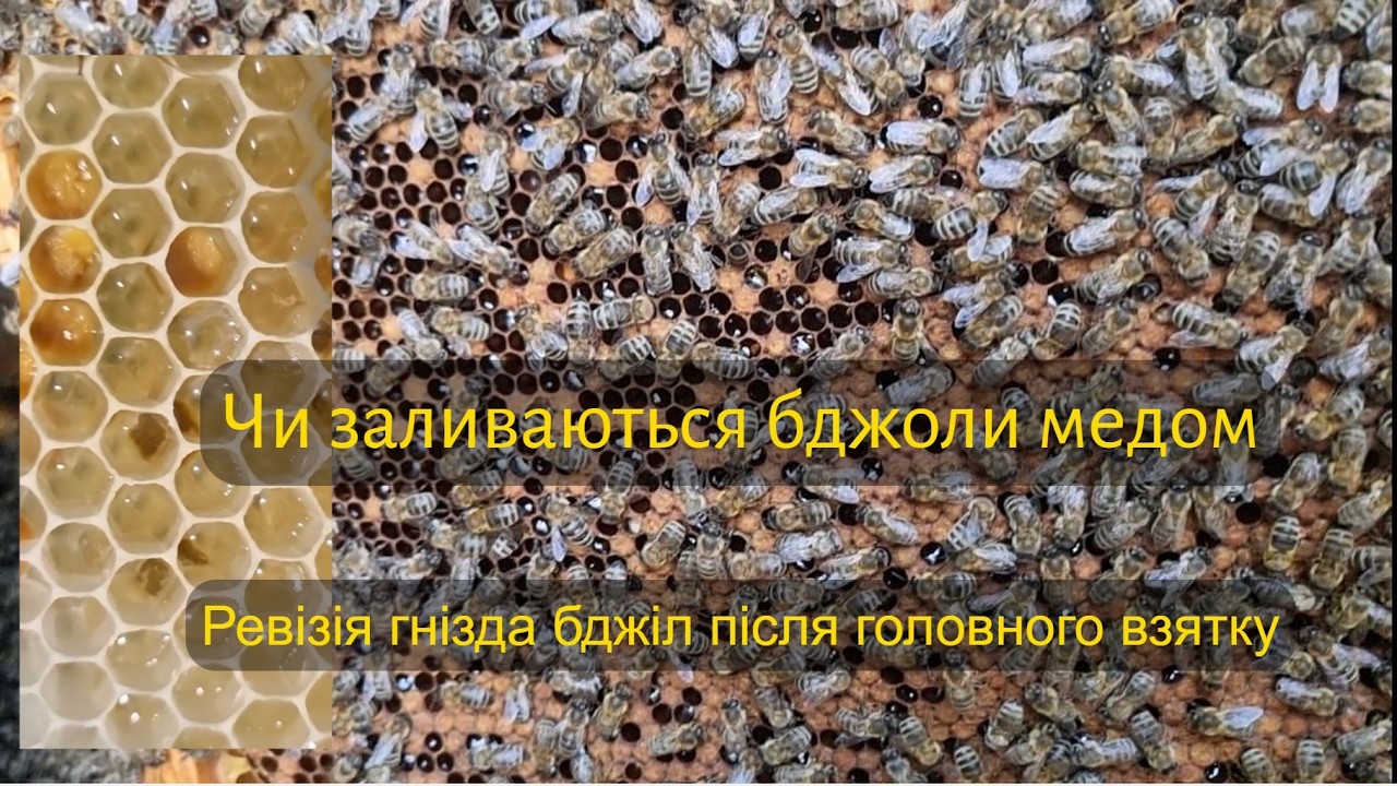 Ревізія бджолиного гнізда після головного взятку