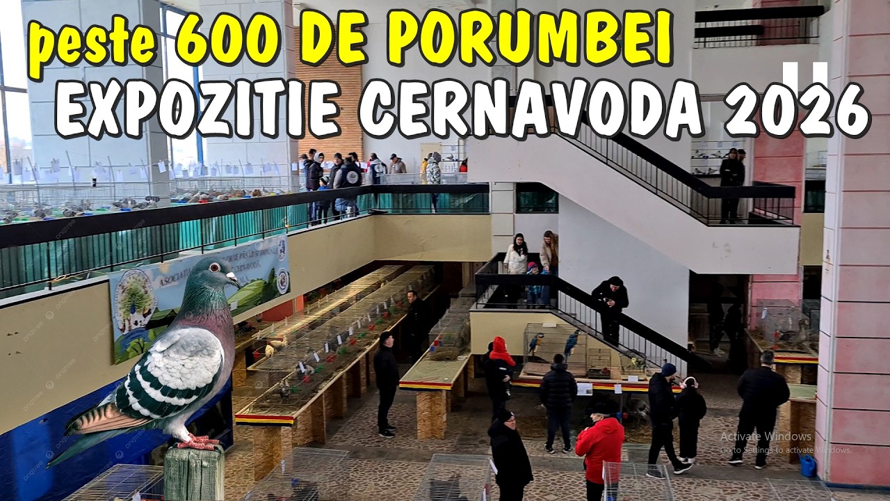 Viața la țară - Peste 600 de porumbei la Expoziția de la Cernavoda 2026