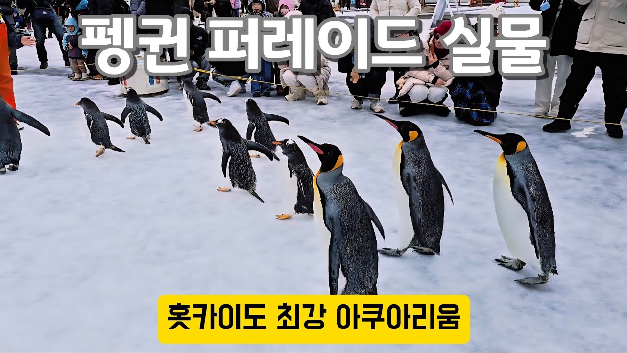 귀여움 한도 초과! 🐧 펭귄 퍼레이드 & 🐬 돌고래 쇼｜홋카이도 노보리베츠 마린파크 닉스