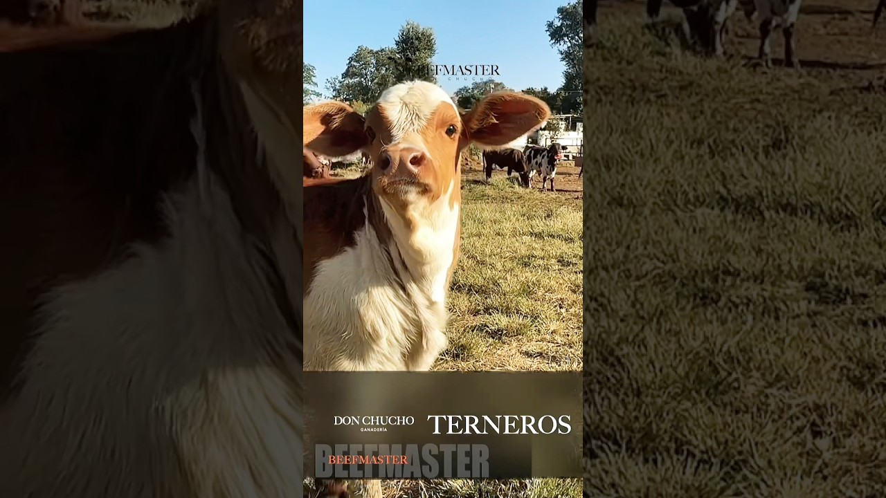 Terneros Beefmaster ganadería pie de cría, toretes, vaquillas, becerros. 