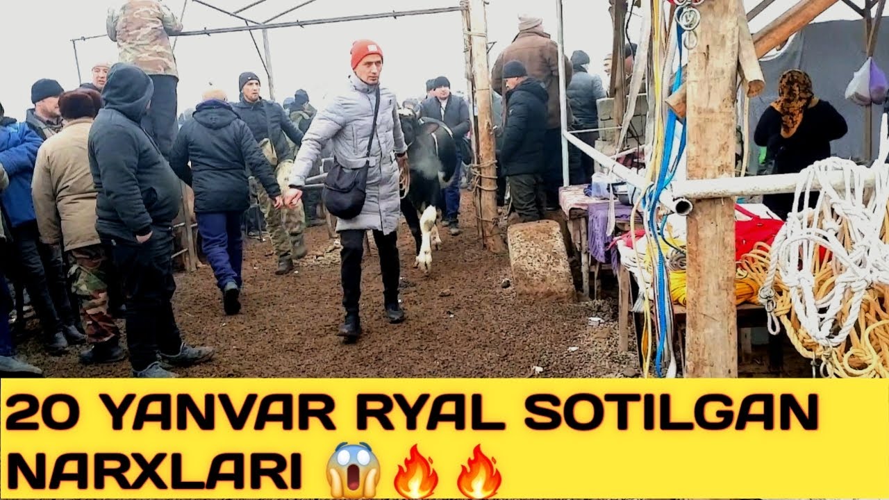 RYAL SOTILGAN VA QAYTGAN NARXLARI DO'RMANCHA CHORVA BOZORI 20 YANVAR