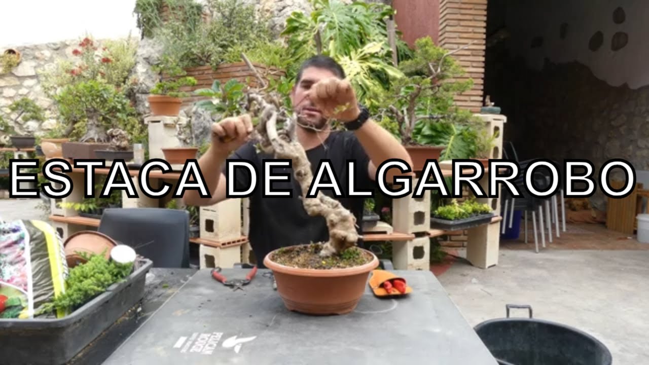 Trabajos para Bonsai en Estaca de Algarrobo