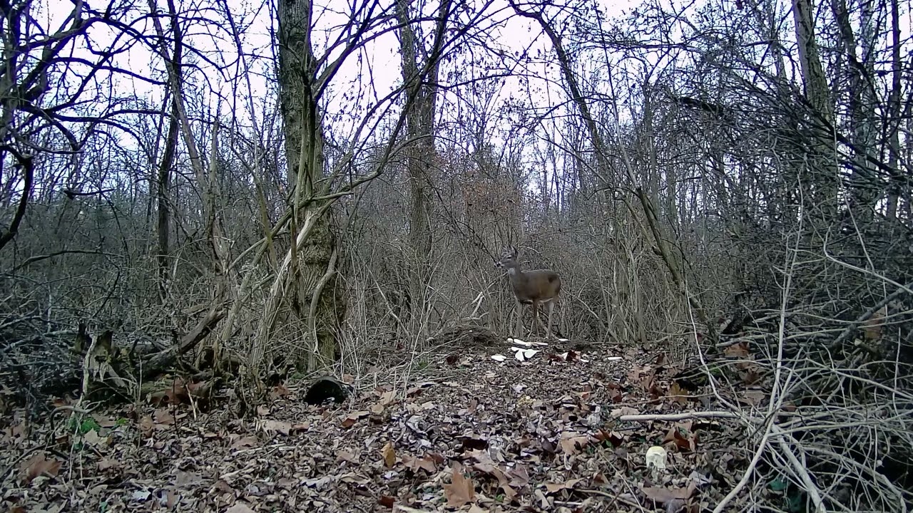 One Solitary Deer Browsing