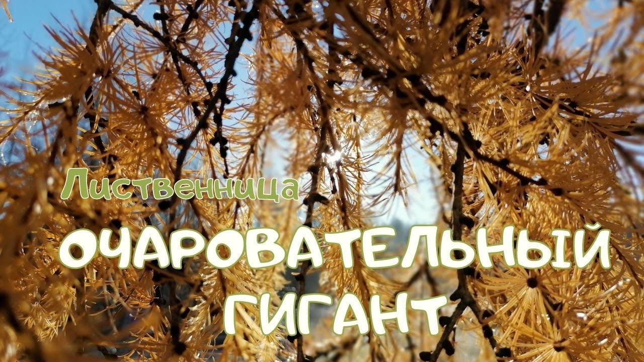 Лиственница. Очаровательный гигант