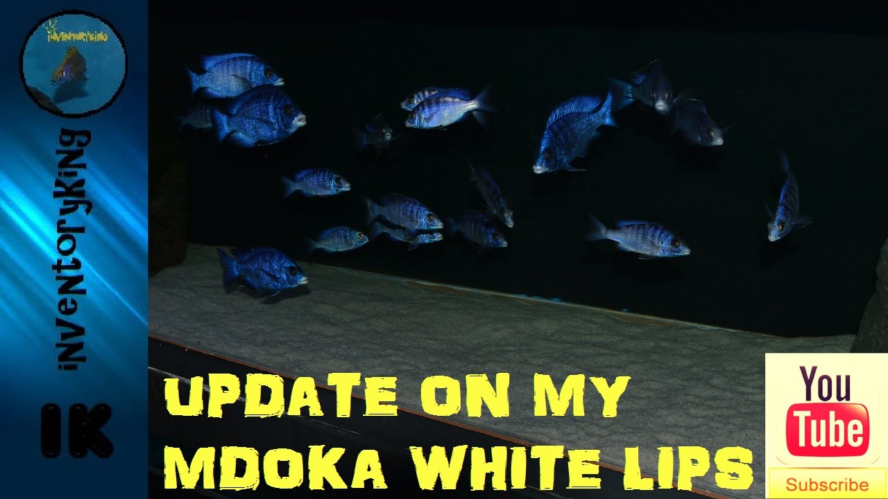 MDOKA WHITE LIPS | A Stunning Tropical Fish | Lake Malawi | African Cichlid | Waiting List