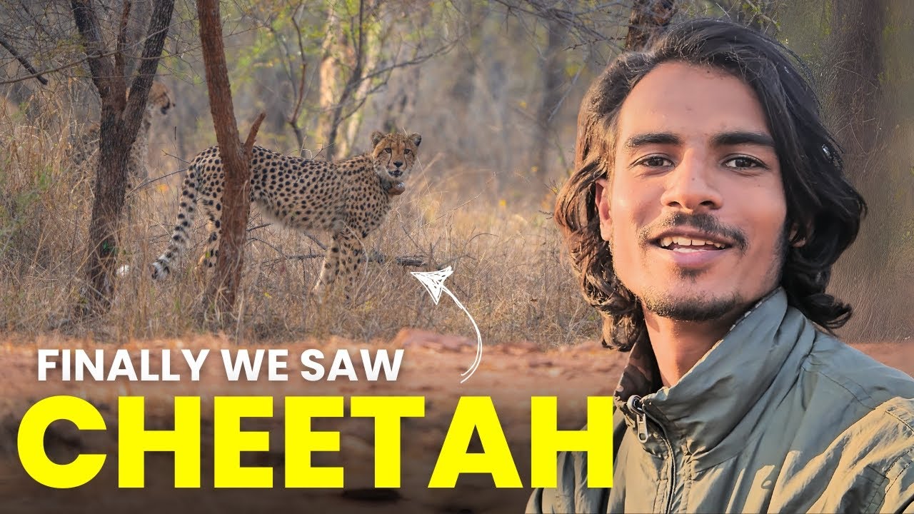 First Ever Cheetah Sighting of Kuno National Park | Cheetah Safari in Kuno | Cheetah Reintroduction
