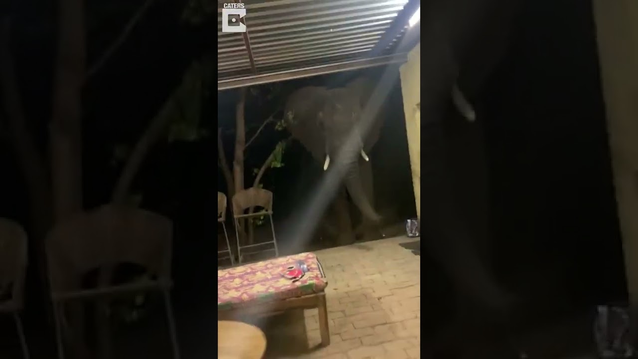Elephant suddenly appears in room #shorts