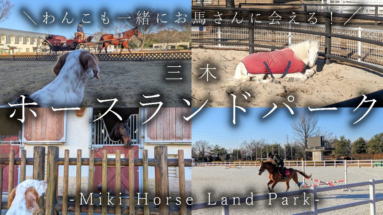 120.冬の【三木ホースランドパーク】三木市 わんこも入れて大きな優しいお馬さんに会える☆ 乗馬やホーストレックも体験できる乗馬総合施設♪Miki horse land park, Japan