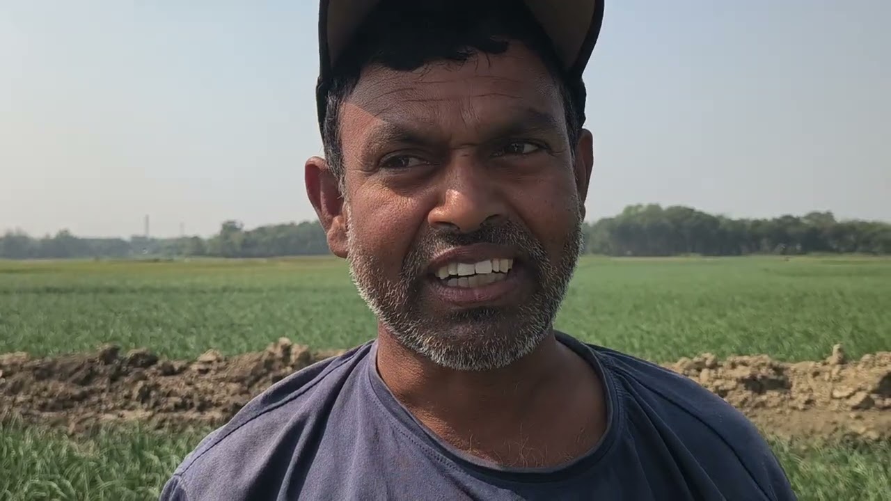 পেঁয়াজ কোপানোর কাজ চলছে রঙ্গিলা -৭,  যুবরাজ ও সুলতান পেঁয়াজ 