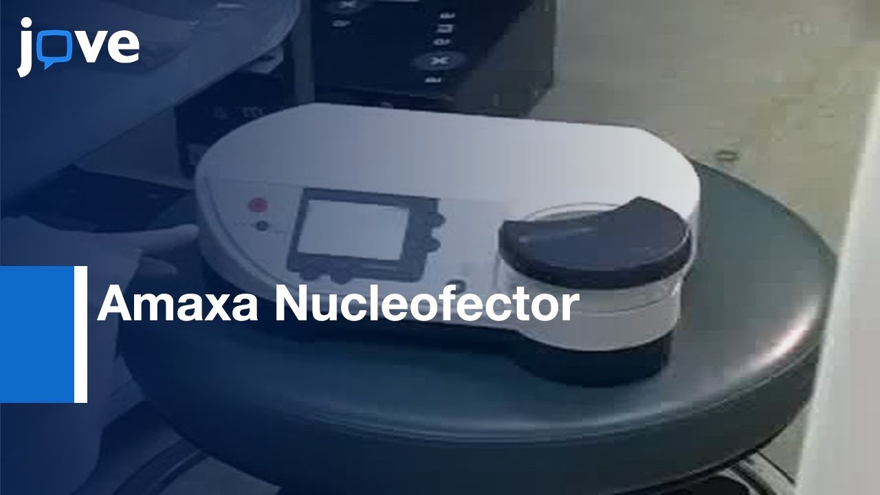 Transfecting Human Neural Stem Cells With Amaxa Nucleofector l Protocol Preview