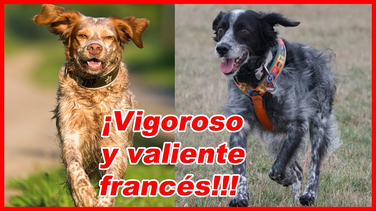 SPANIEL BRETÓN  (Epagneul)-características y curiosidades