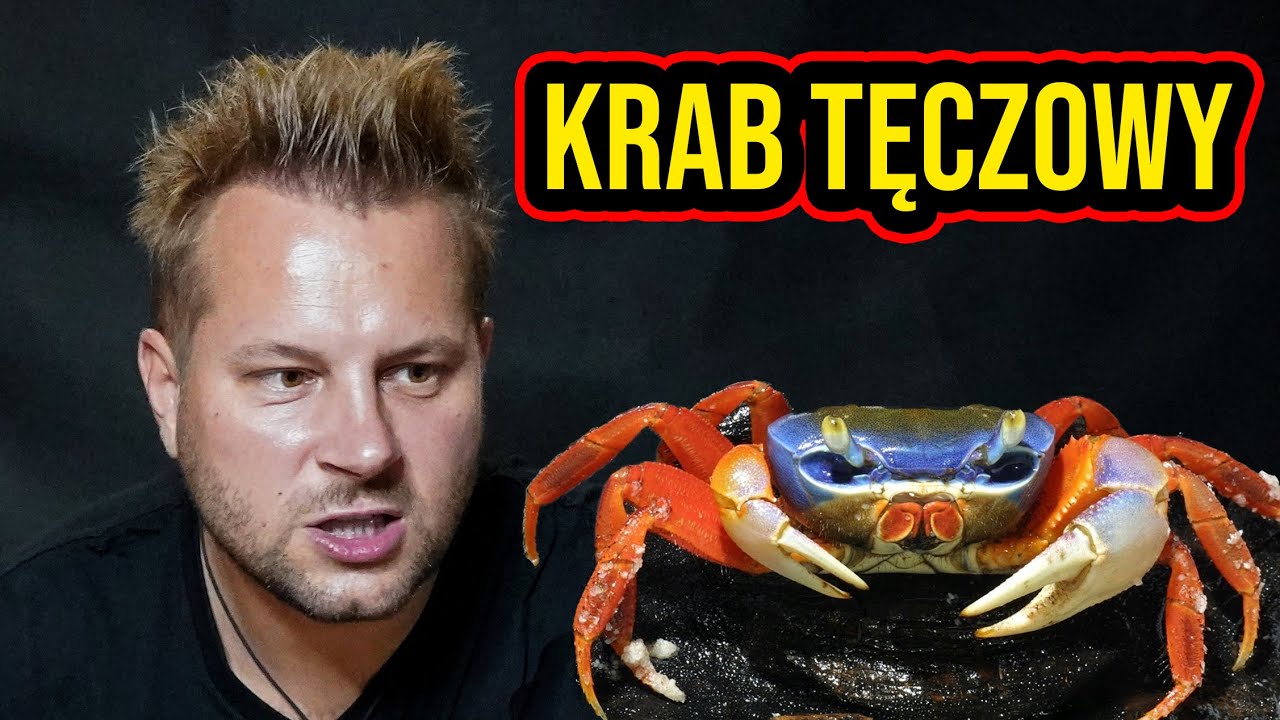 CIEKAWOSTKI O HODOWLI KRABA TĘCZOWEGO W DOMU