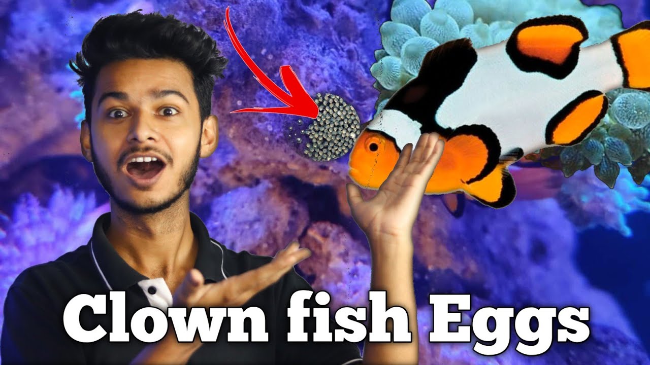 clown fish breeding