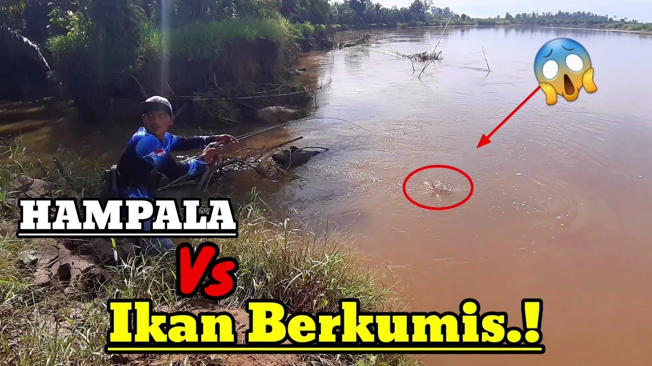 MANCING DI SUNGAI DAPAT IKAN BESAR || BONUS IKAN BERKUMIS