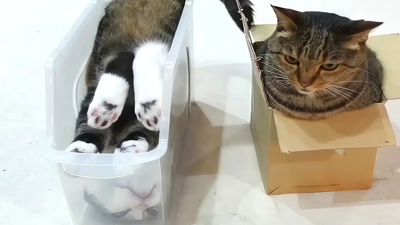 Confused Cats