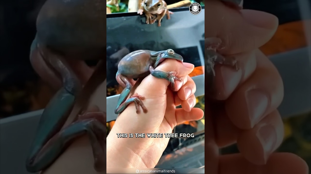 White's Tree Frog 🐸 This Frog is Too Cute!