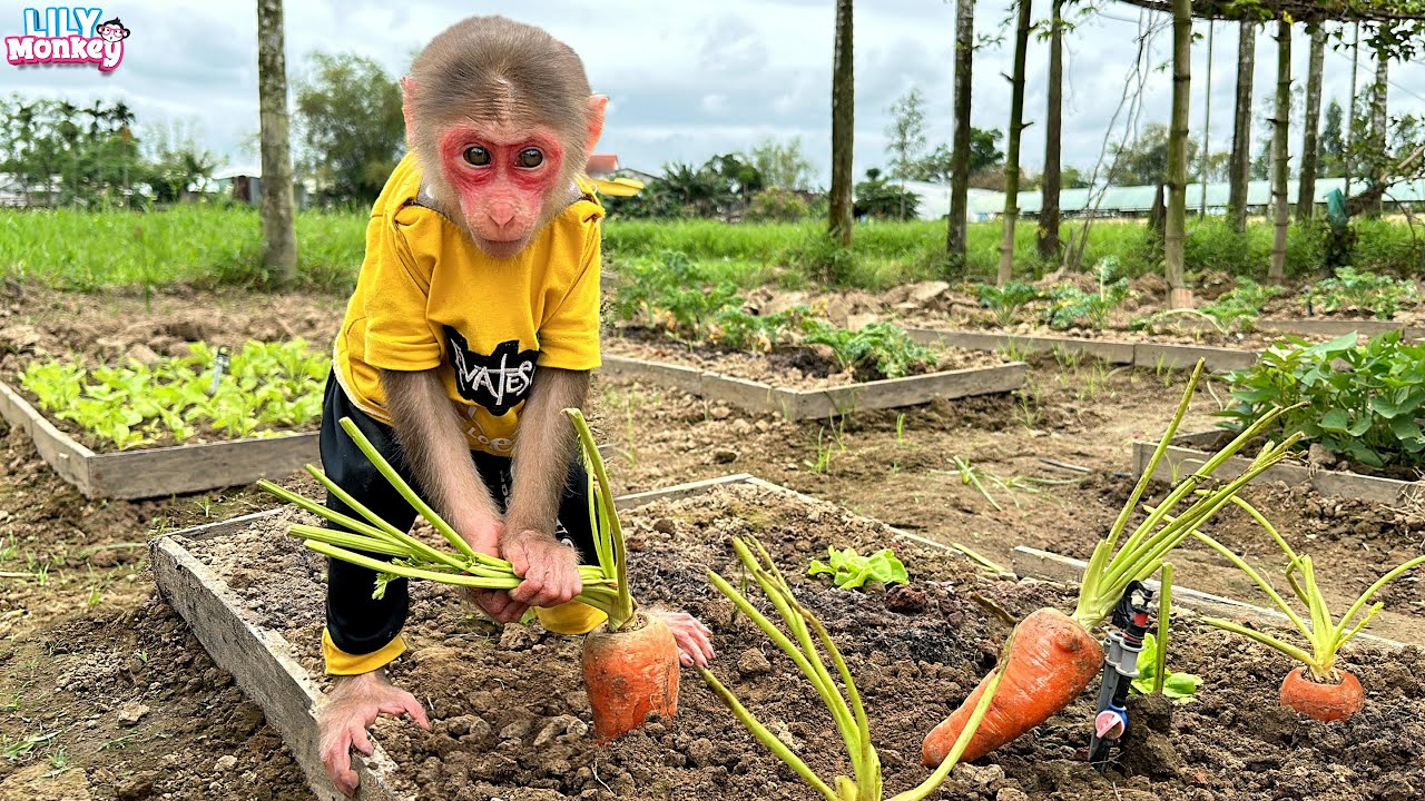 Smart monkey Lily harvests carrots to exchange dumplings for lunch