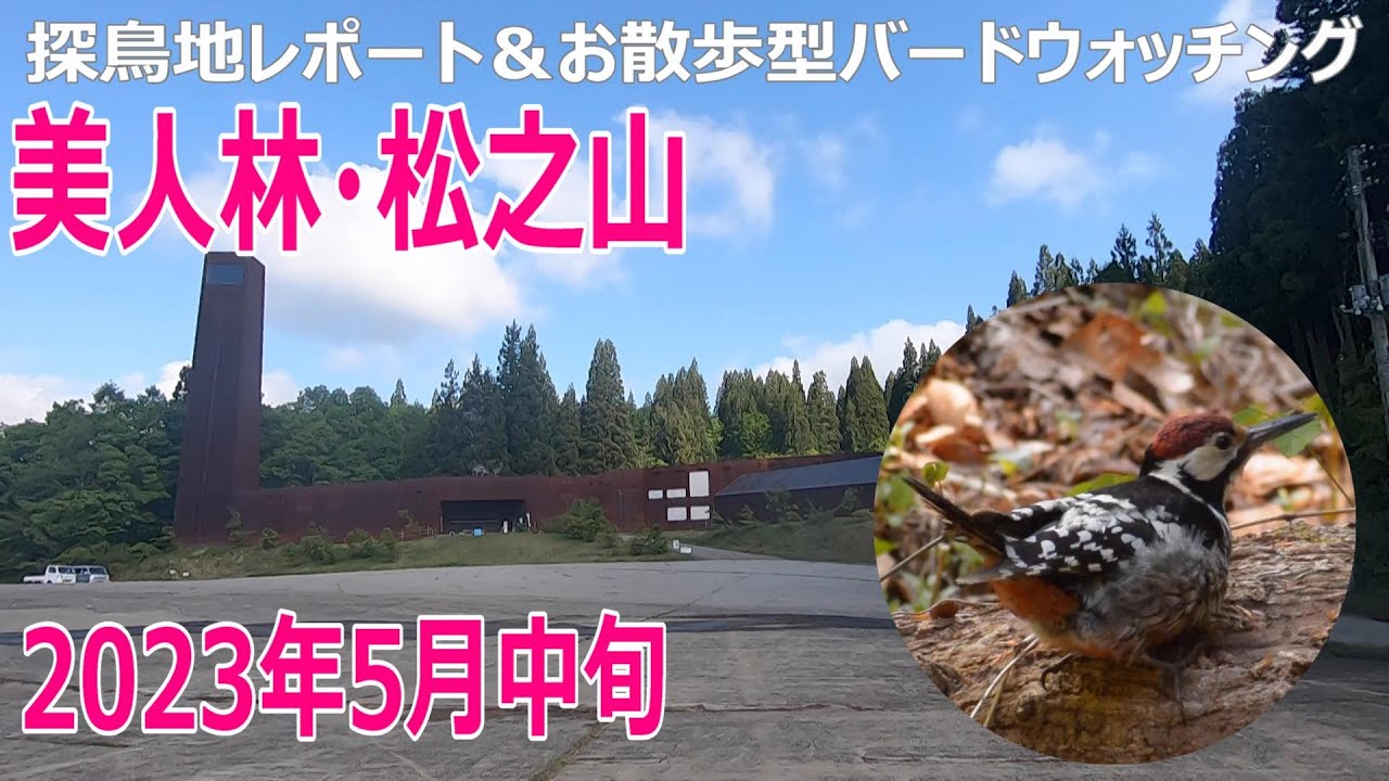 美人林・松之山（新潟県）の探鳥地レポートです　いよいよオオアカゲラにキツツかれるかと…　2023年5月中旬