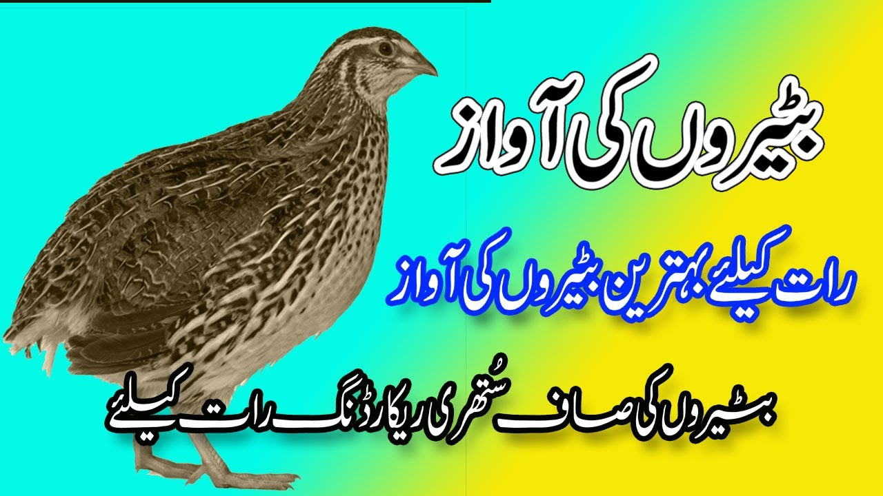 Common Quail bird sounds | Batair ki raat keliye awaaz | Mooty Batair Ki Awaz | batair ki vip awaz