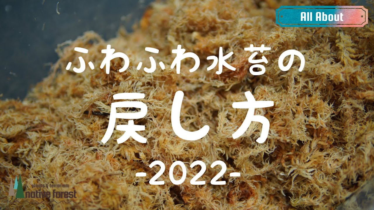 【2022var.】ふわふわ水苔の戻し方