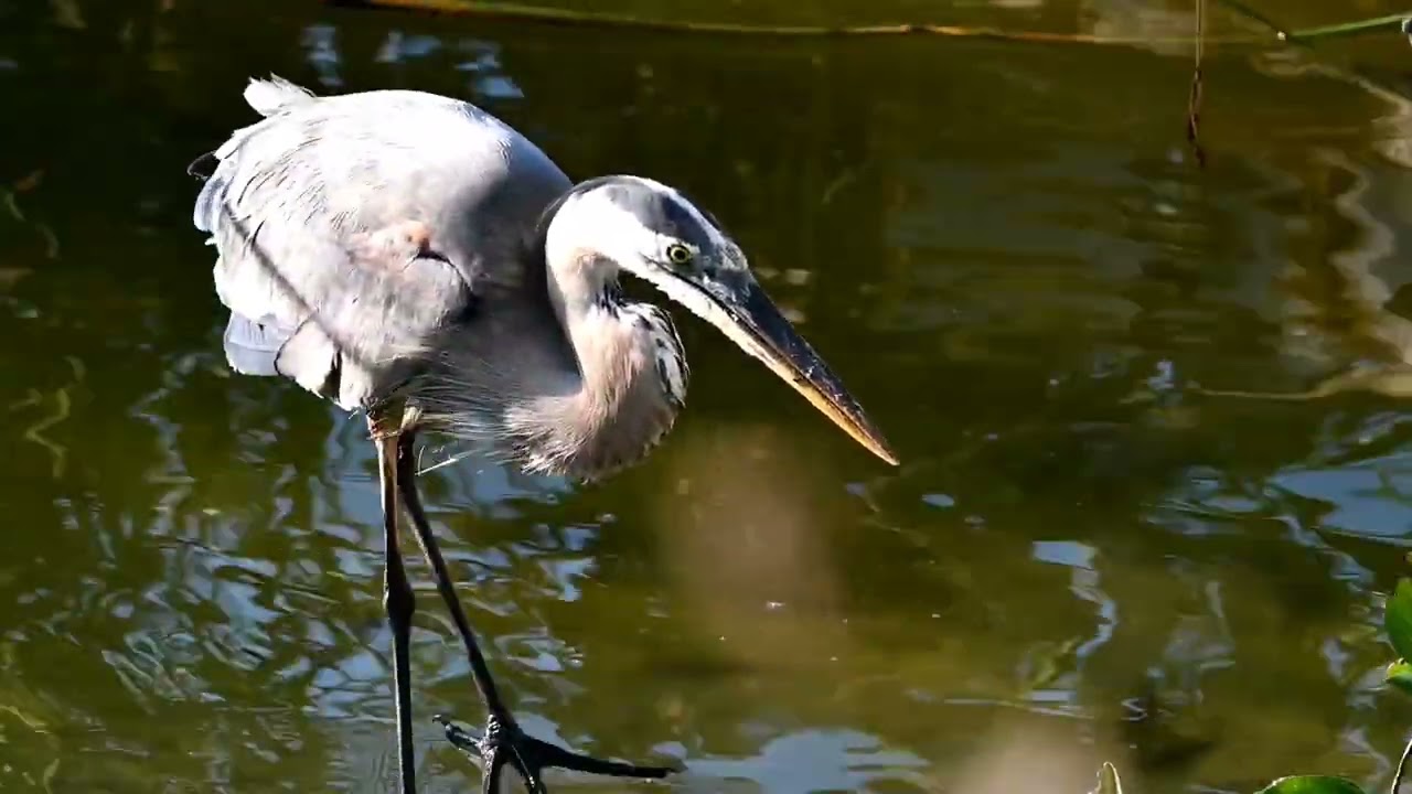 Avian predators at Circle B