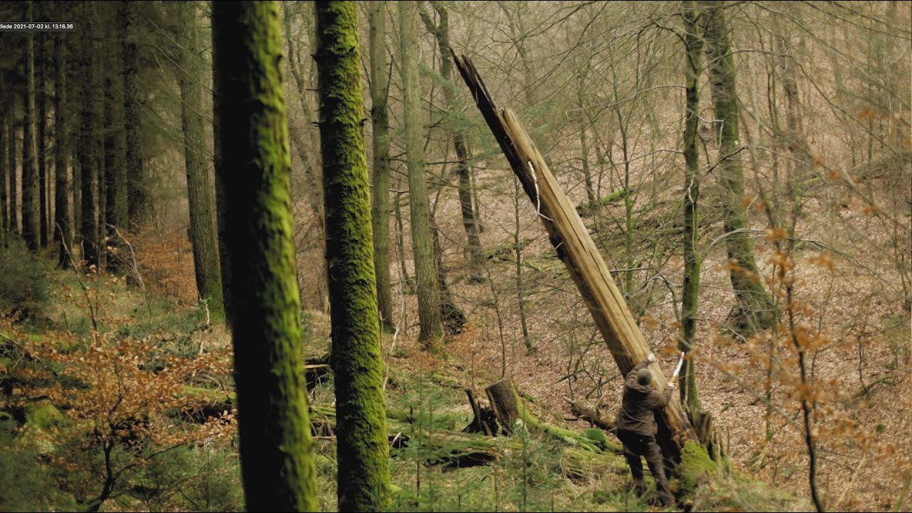 Bushcraft Build: 14 Shelter/Fire Cabin - Felling, splitting and planking - Sole bench