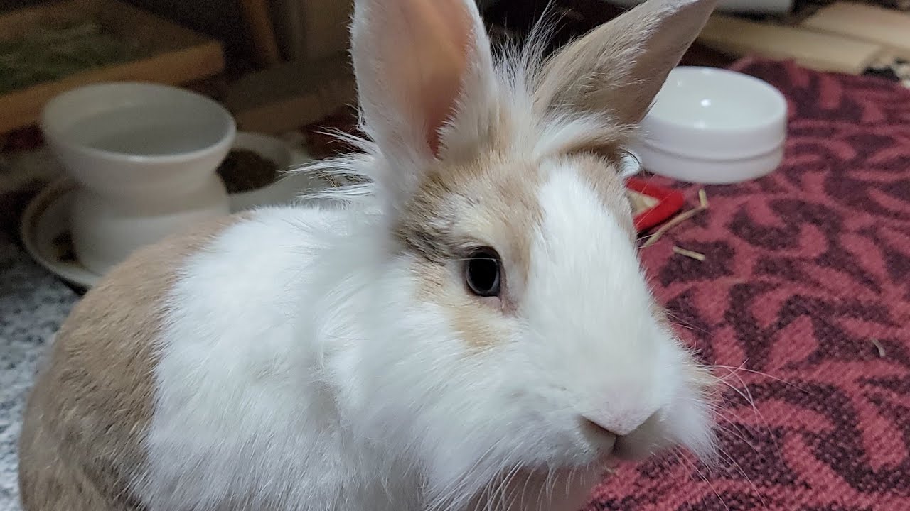 Bunny mofu is live! 9 FEB 2026 #可愛い #かわいい #bunny #rabbit #cute #ふわふわ #うさぎ #relaxing #動物 #viralvideo