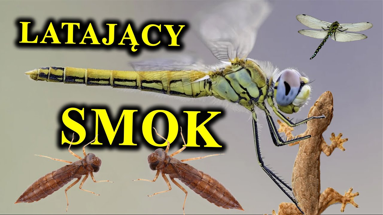 Poluje na Ryby, Kijanki, Dawniej Dinozaury - WAŻKA - Największy Owad w Dziejach Ziemi