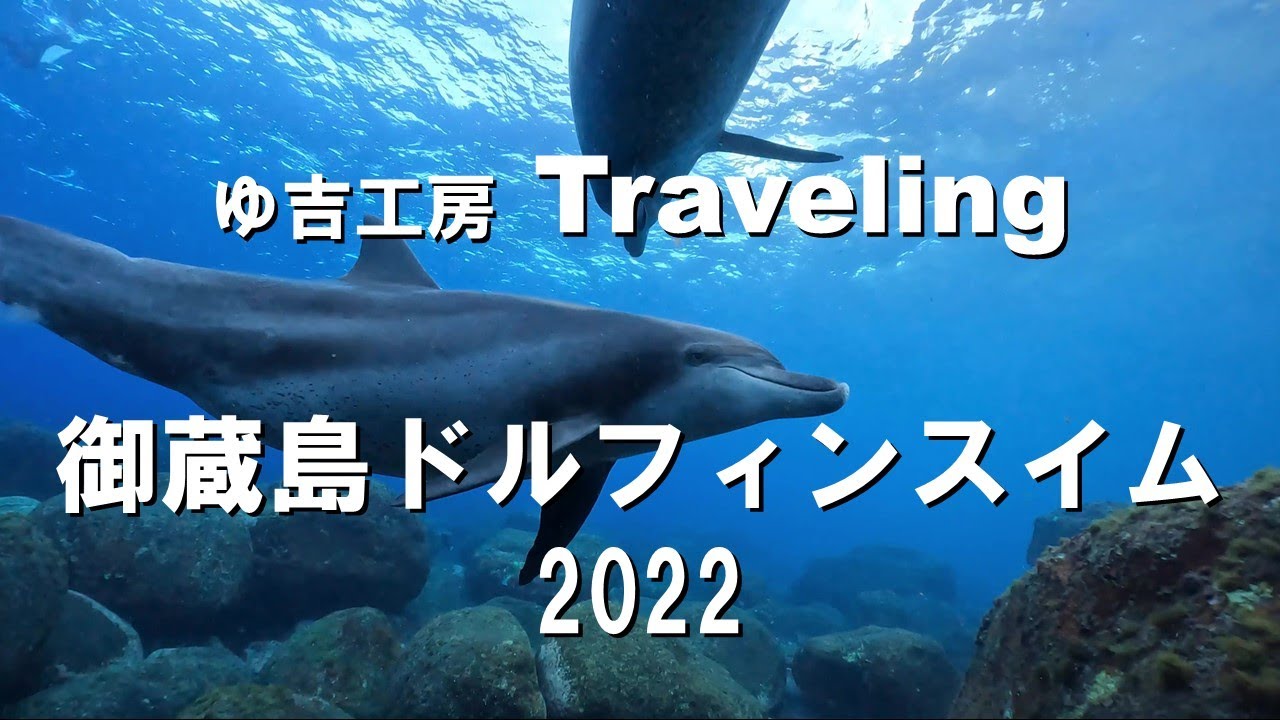 【4K】御蔵島ドルフィンスイム2022