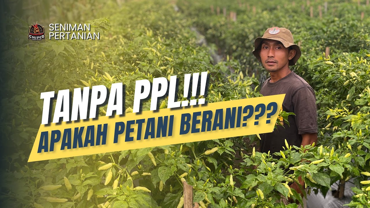 SUKSES BUDIDAYA CABAI DI DAERAH ENDEMIK, TANPA BIMBINGAN DAN PENYULUHAN PIHAK TERKAIT.
