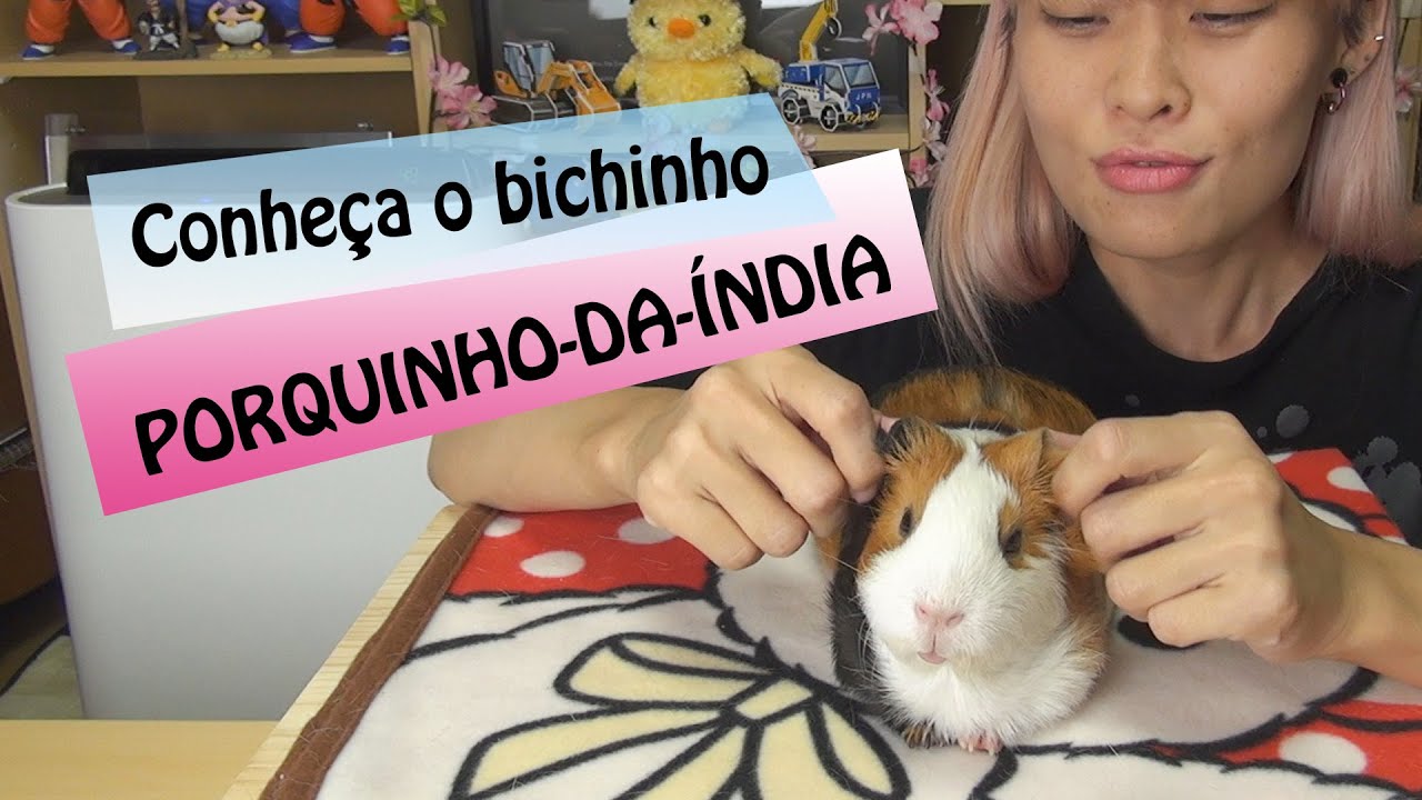 O que é um porquinho-da-índia? - Meu Dia Comum