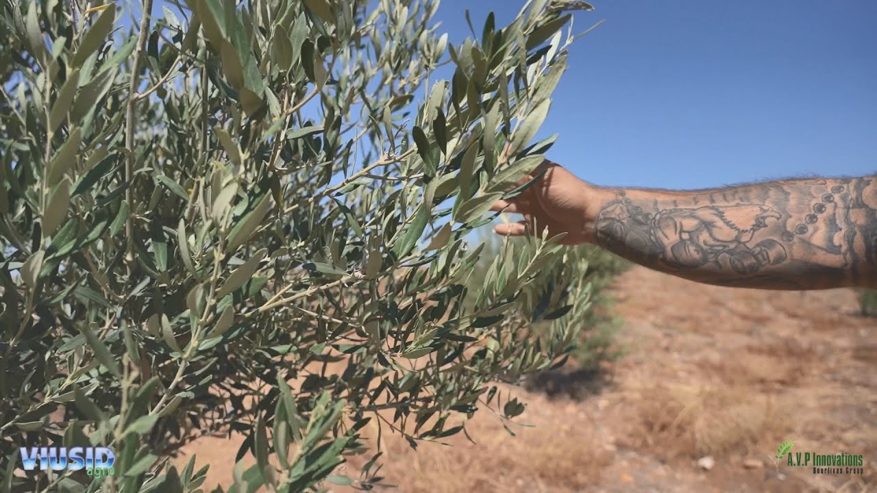 Πειραματική Εφαρμογή σε Ελαιόδεντρα Ποικιλίας Piqual