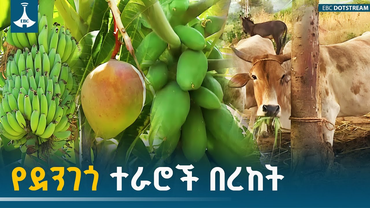 በድሬዳዋ አከባቢ የሀርላ እና የደቻቱ ተራራዎችን በማልማት  ተጠቃሚ የሆኑ  አርሶ አደሮች ህይወት