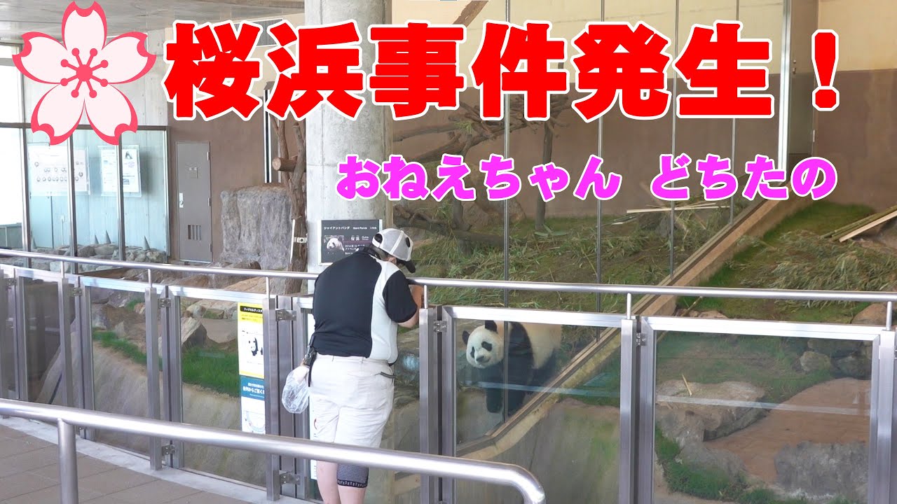 楓浜お気に入り飼育員さん「おう～ひん」「ふ～ひん」連発！ｍ,心配しておりようとする楓たん🍁桜浜事件勃発、