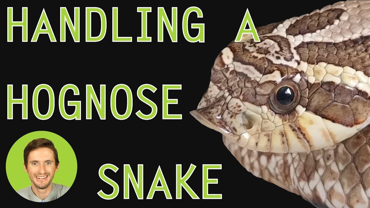 How to Handle a Hognose Snake