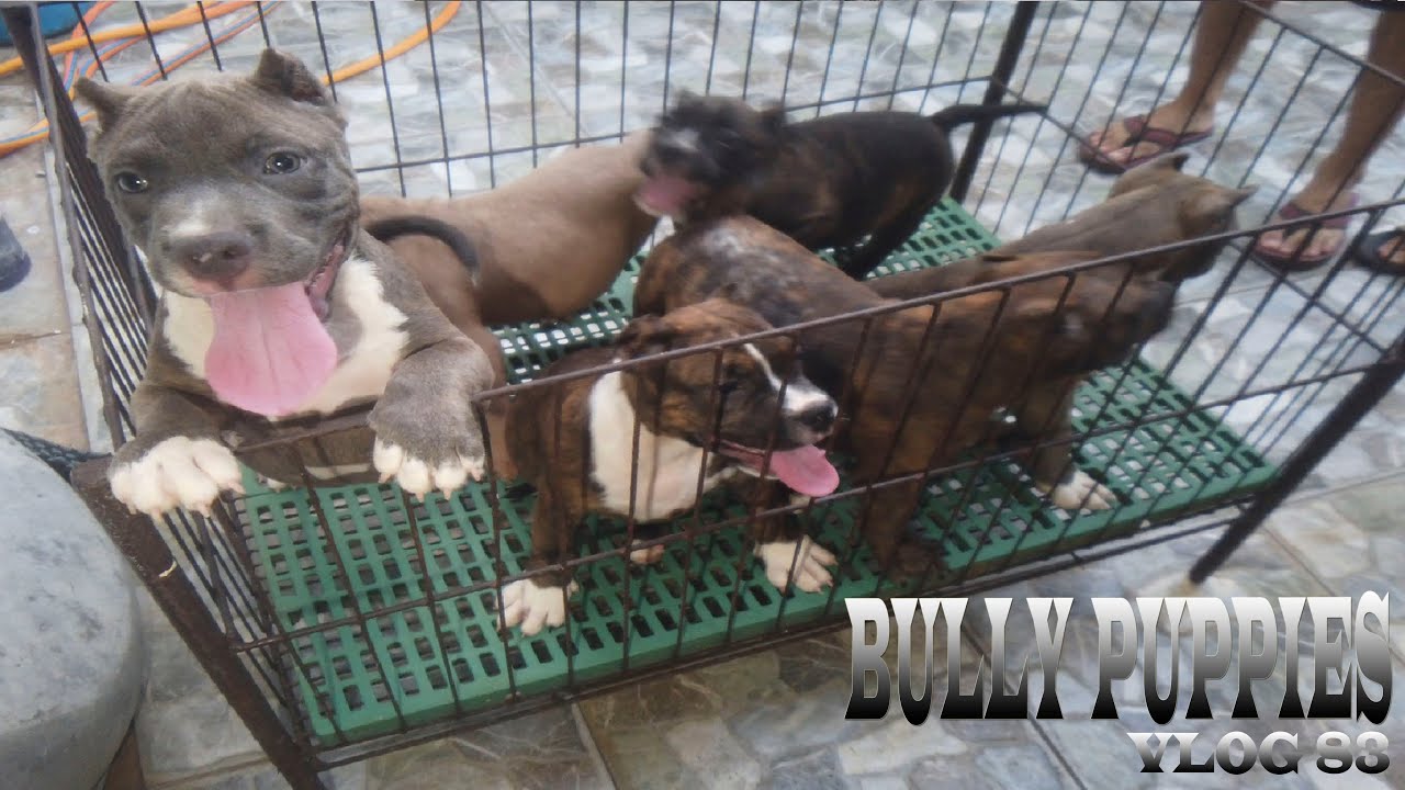 BULLY PUPPIES LIGO TIME AMERICAN BULLY DOGS | DON RAIDER VLOG 83