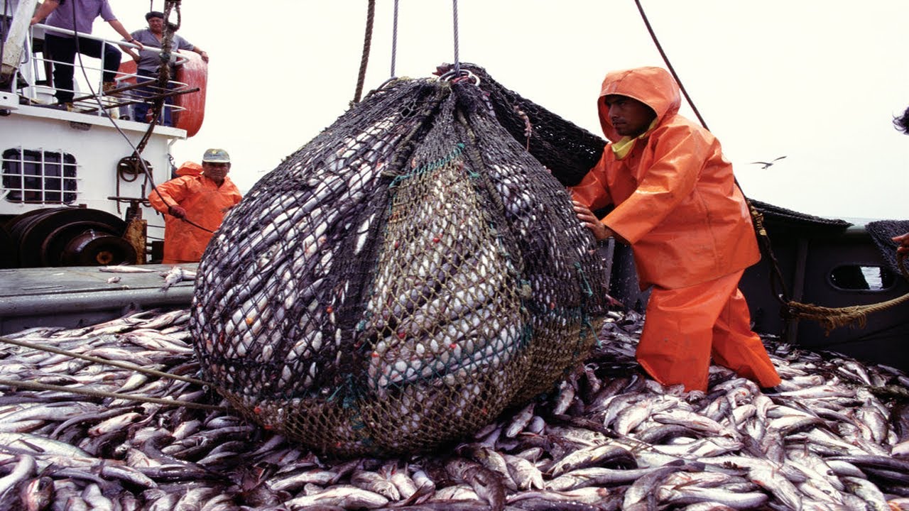 Awesome Fishermen Big Catch of Fish on the Boat - Amazing Fisherman Catch Fish By Net Fishing #02