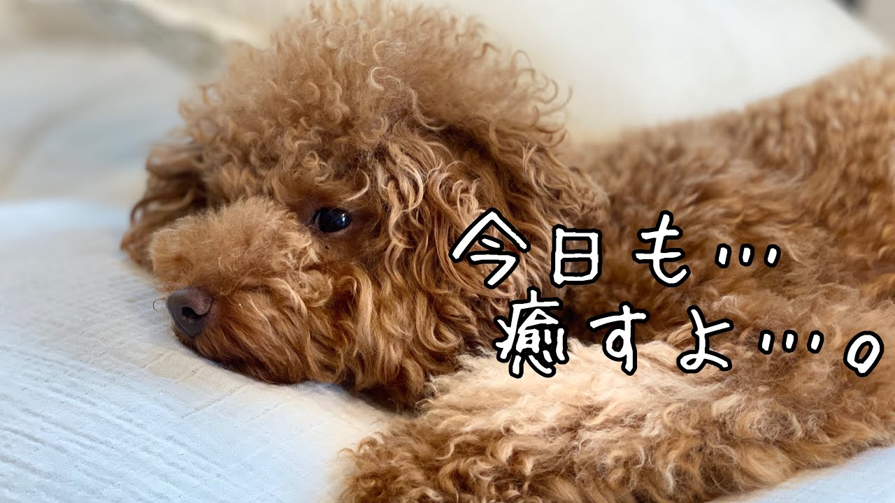 犬の癒しの力ってホントに凄い&hellip;。【トイプードルそぼろ＆ニコ】