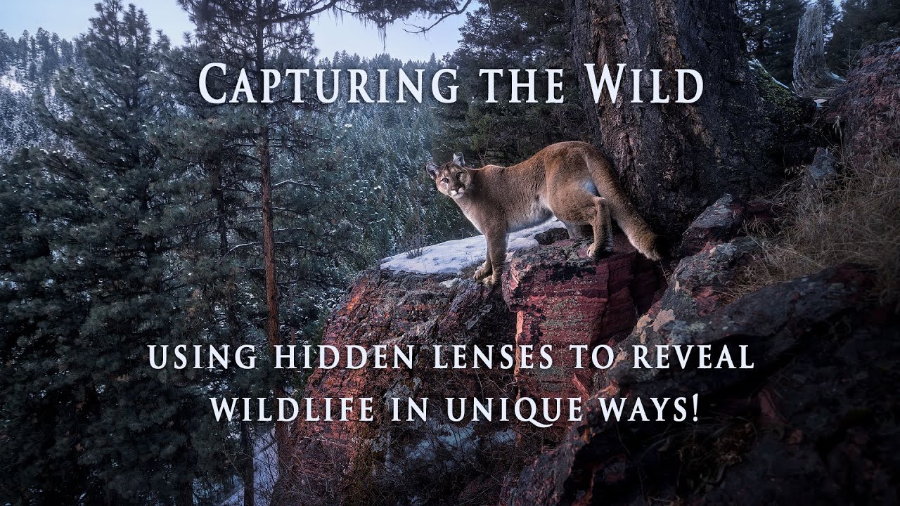 Capturing the Wild: Using Hidden Lenses to Reveal Wildlife in Unique & Never-Before-Seen Ways!