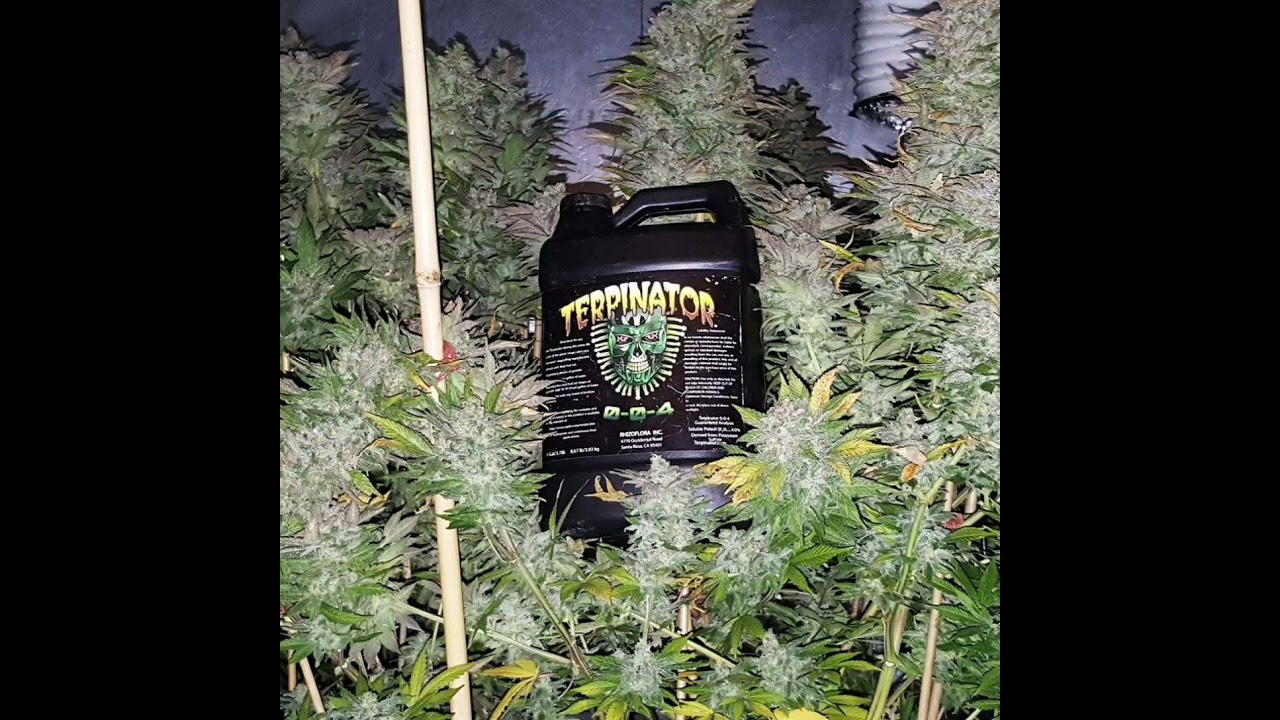 Do you do anything to try to increase terpene production?