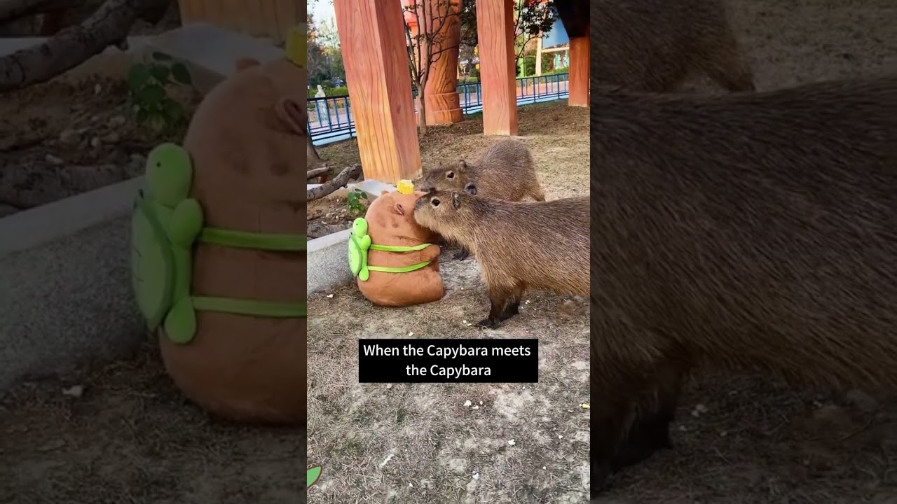 Cuteness Overload: Plush Capybara Meets Real Life Squad!  #capybara #linkinbio