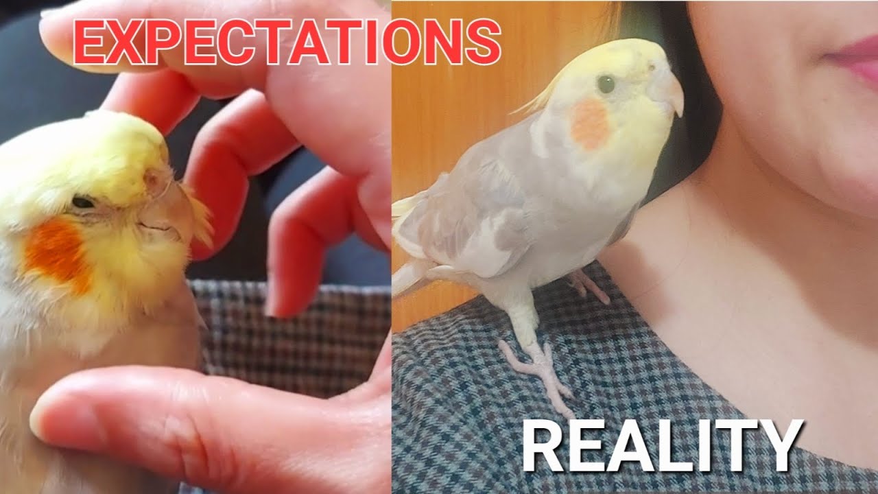 Expectations vs. Reality of Owning BIRDS!!