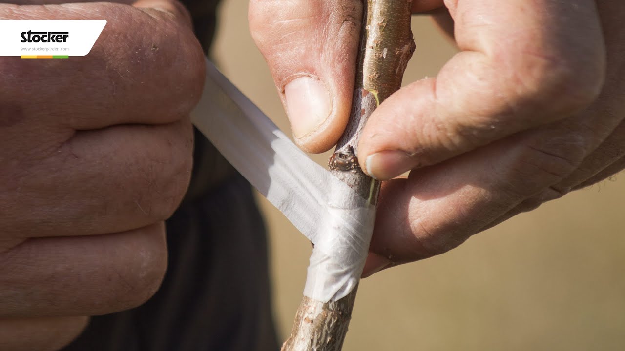 Innesto a chip budding - Le tecniche degli innesti