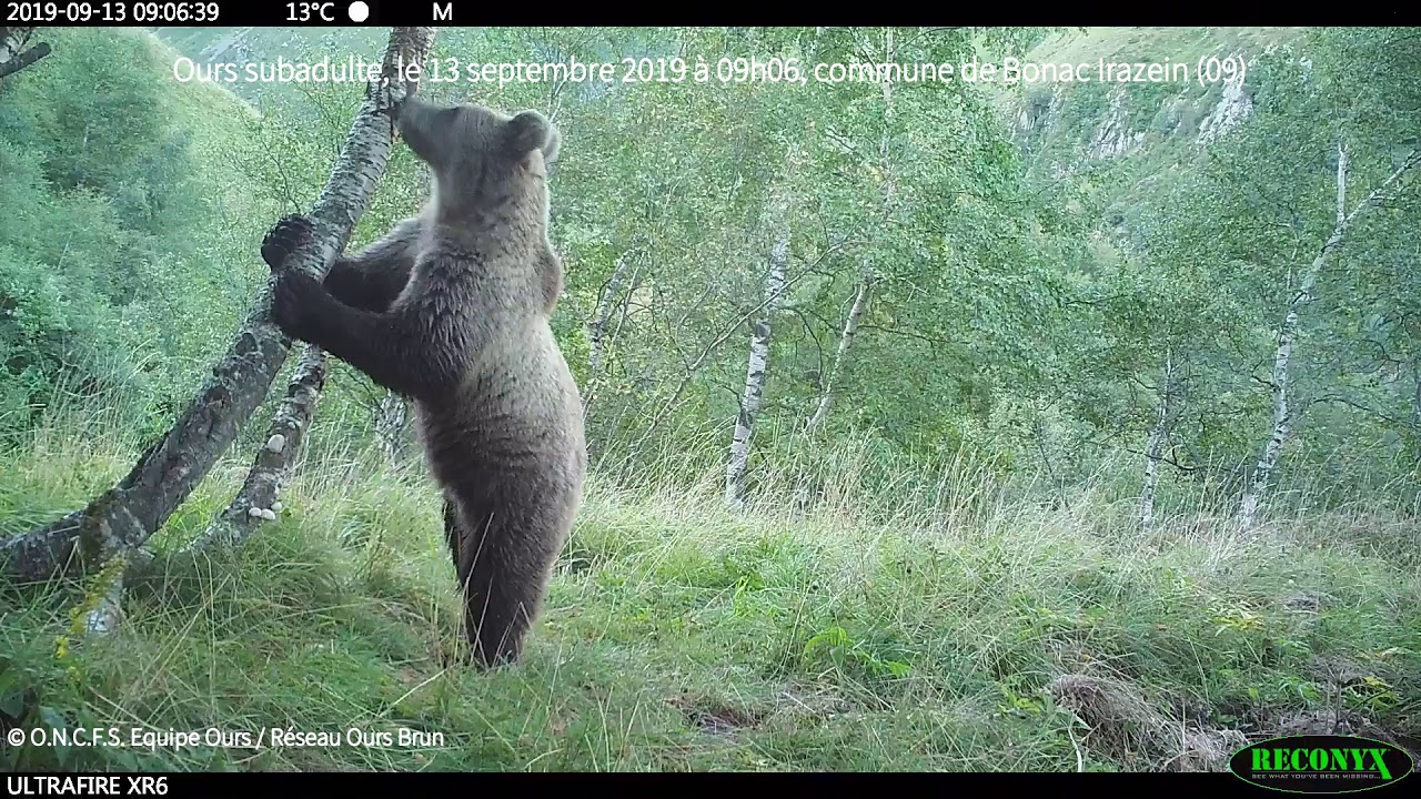 Vidéos et photos automatiques d'ours brun, 3ème trimestre 2019 - ONCFS Equipe Ours
