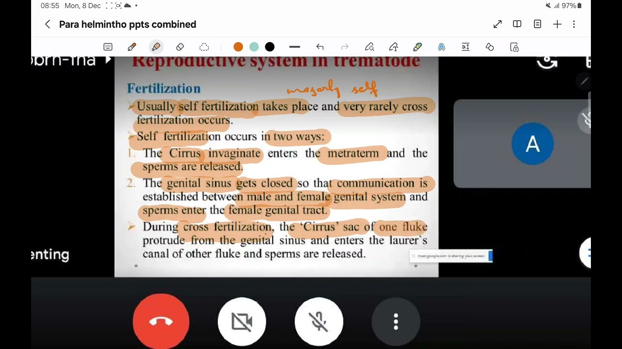Repro in trematode