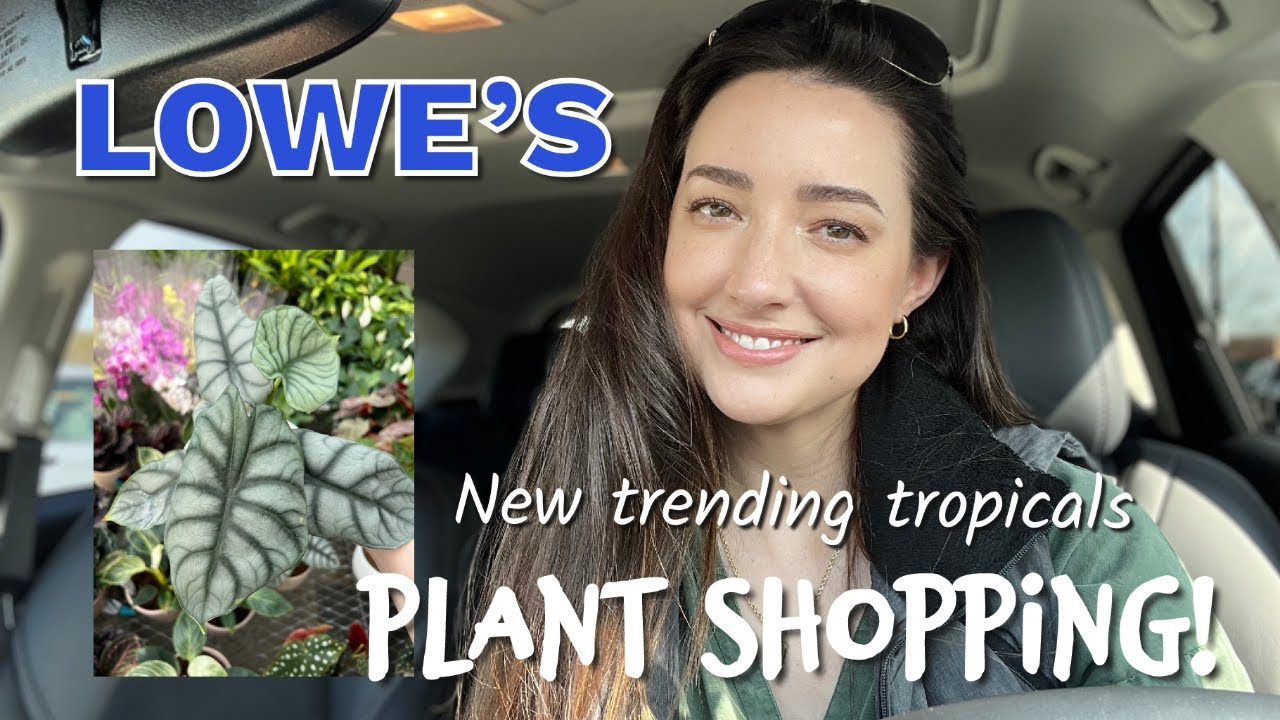 Plant Shopping at Lowe's Big Box Store! | I found an Alocasia Silver Dragon | March 2022