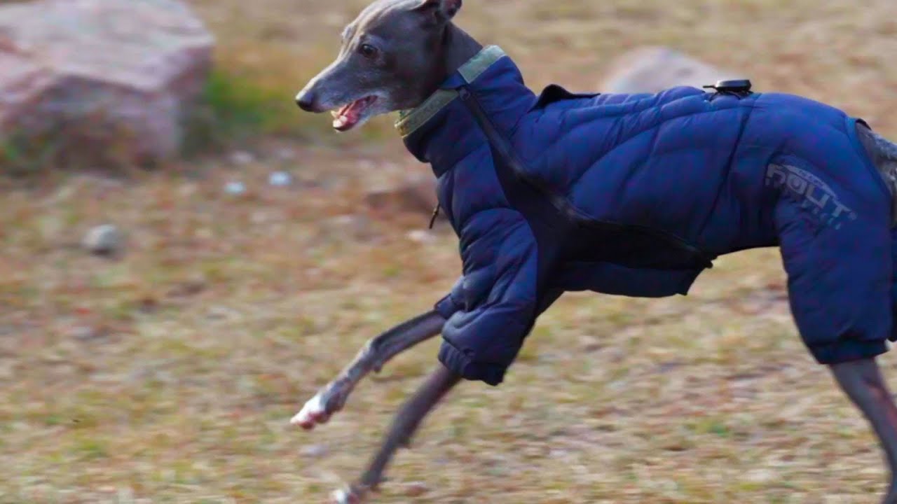 HOUT DOG PADDING : Contour all-in-one