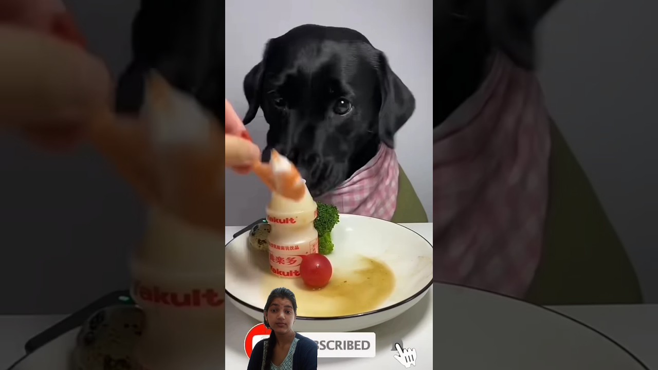 Homemade dog food- 🐱🐈Healthy homemade dog food #dogsfood​ #fooddog​ #shorts​