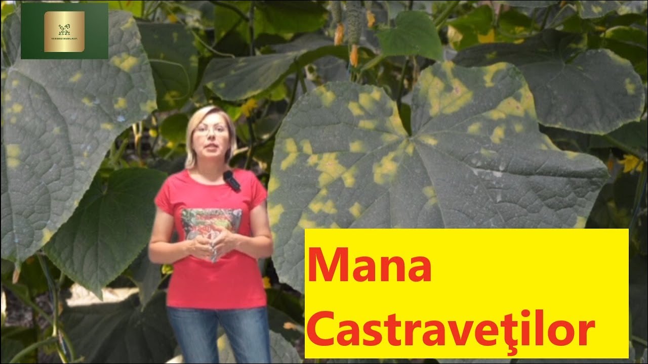 Mana castraveților - semne, cauze, soluții🥒🥒🥒