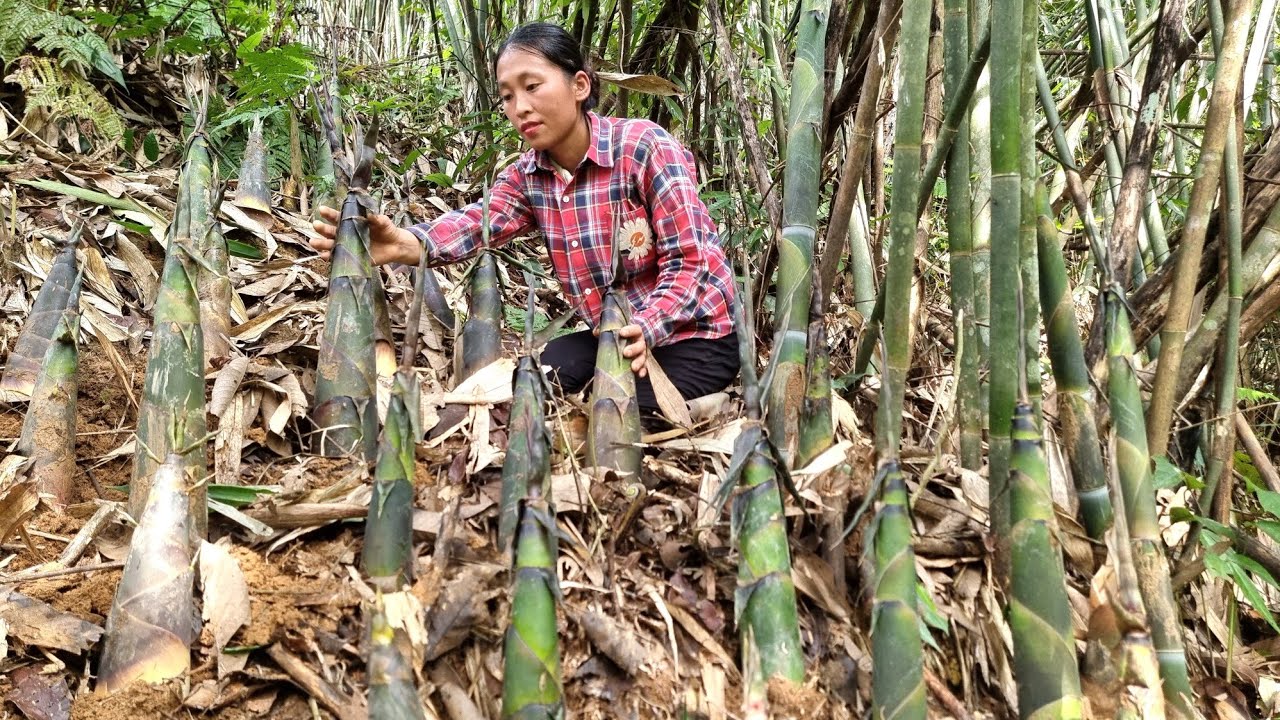 Harvesting bamboo shoots & processing them to make dried and preserved bamboo shoots | Triệu Thị Dất